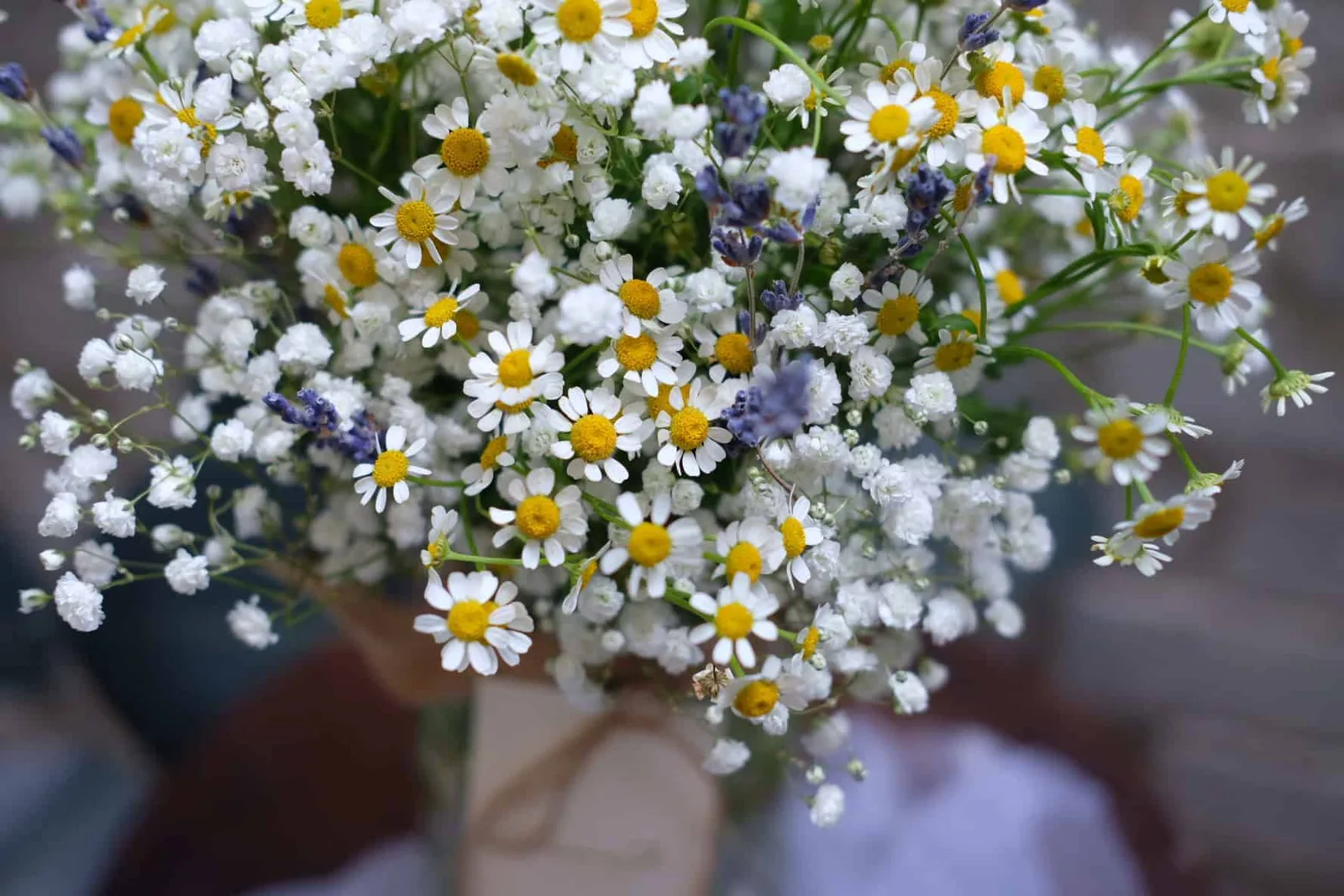 Chamomile & Baby's Breath in jar 2