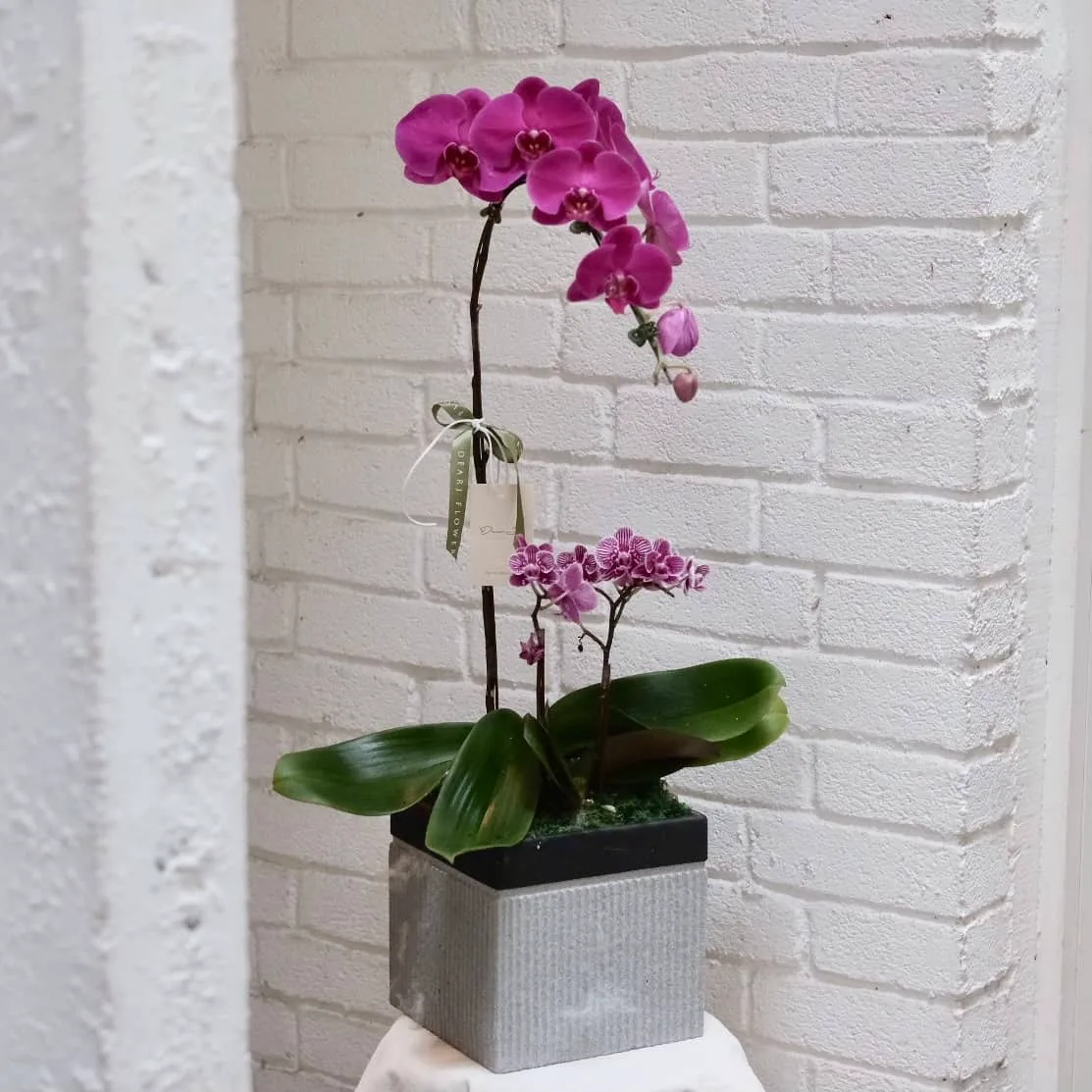Phalaenopsis Orchid in Pot (2 Stalks)