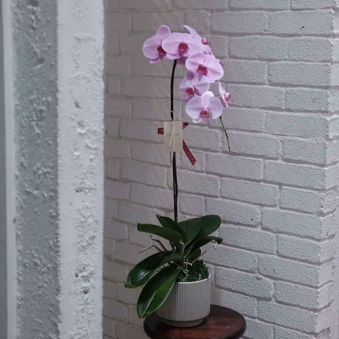 Phalaenopsis Orchid in Pot