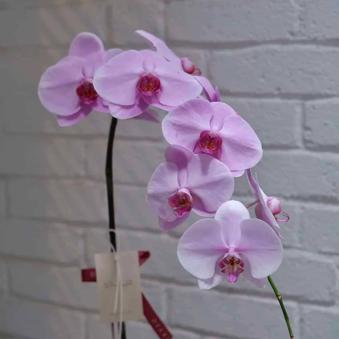 Phalaenopsis Orchid in Pot 2