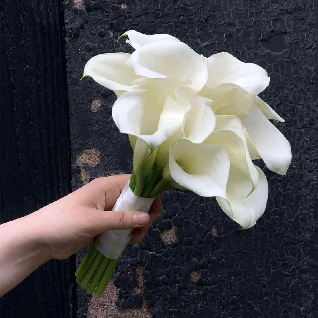 Calla