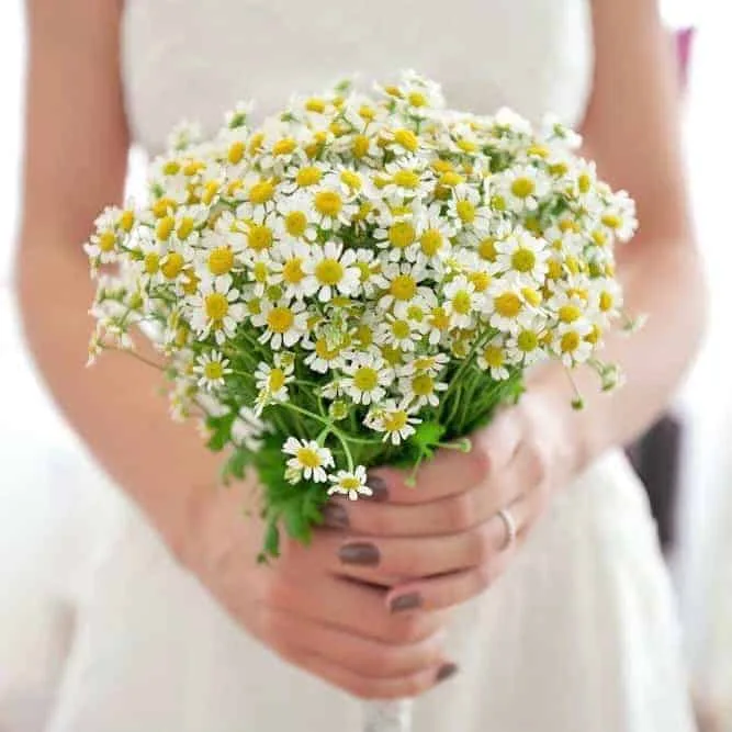 Chamomile Bridal Bouquet