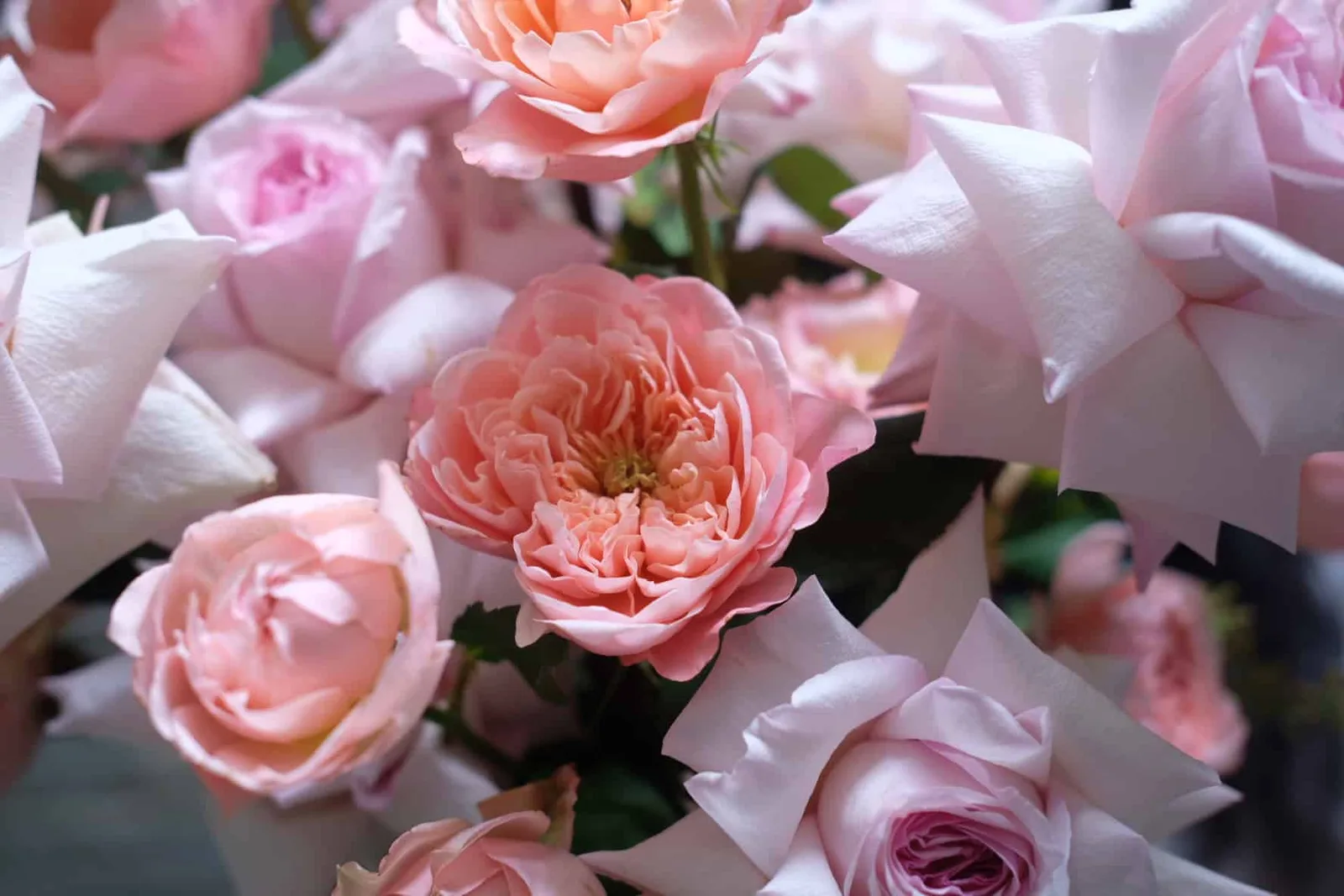Ergi 3