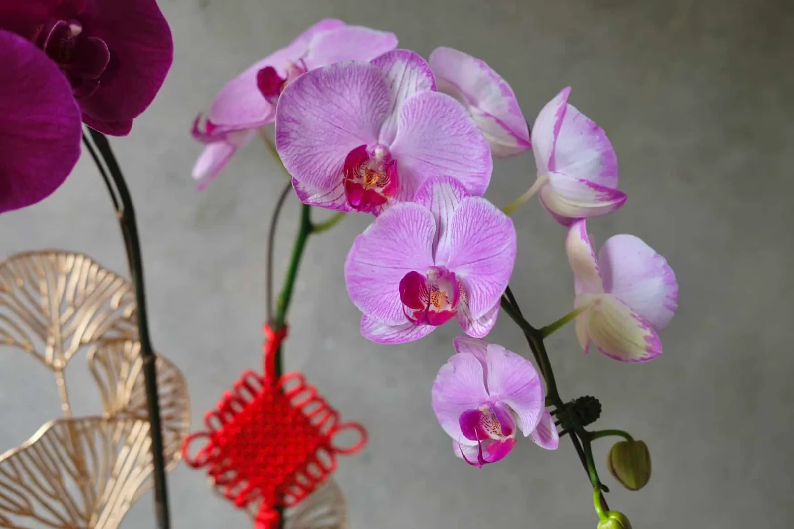 Mix Phalaenopsis Orchids in Pot 4