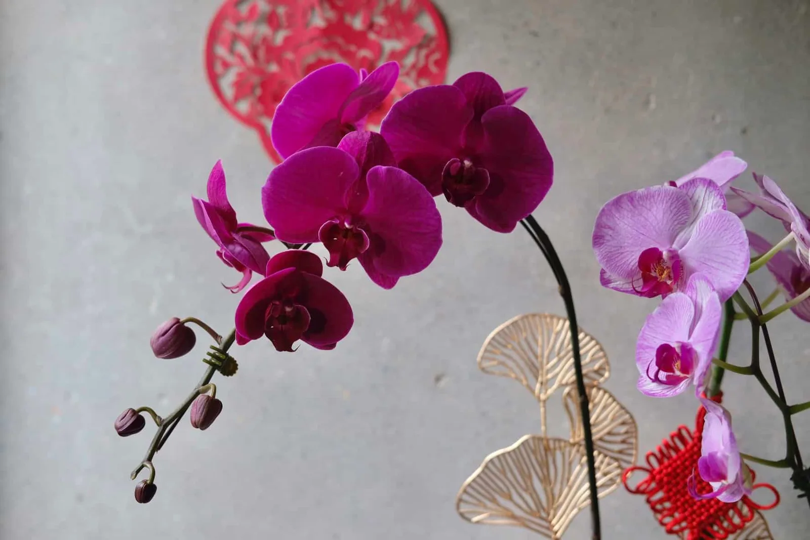 Mix Phalaenopsis Orchids in Pot 3