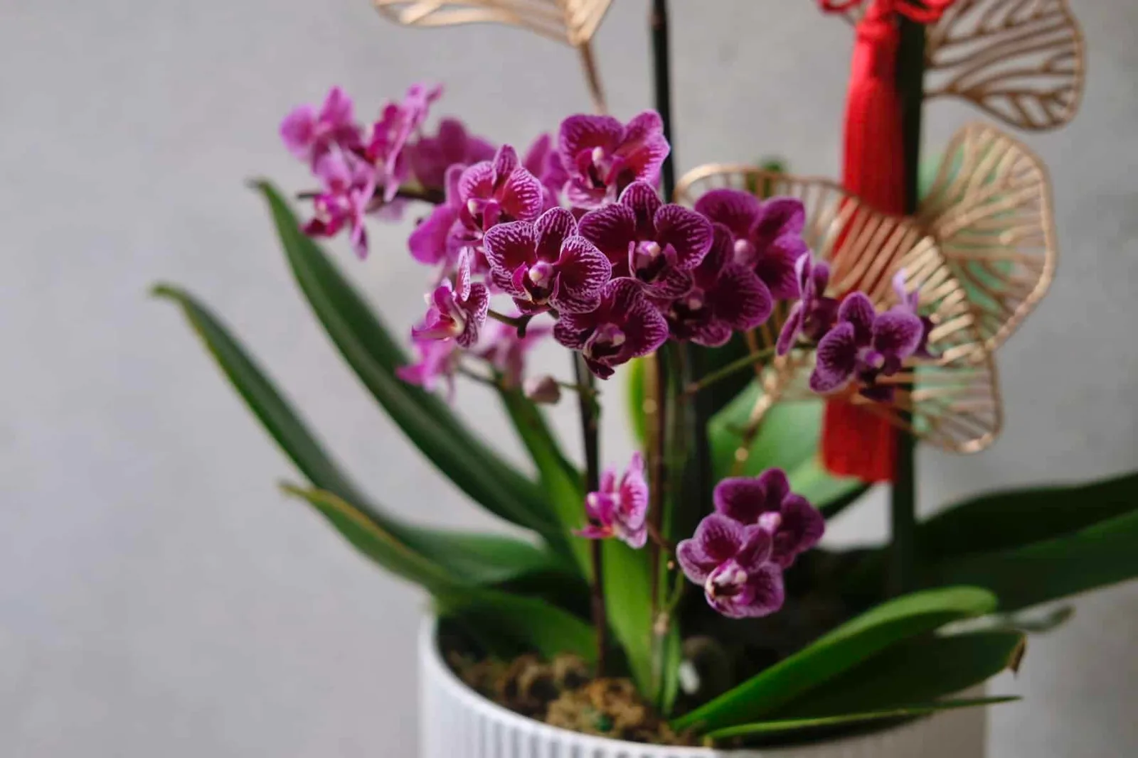 Mix Phalaenopsis Orchids in Pot 2