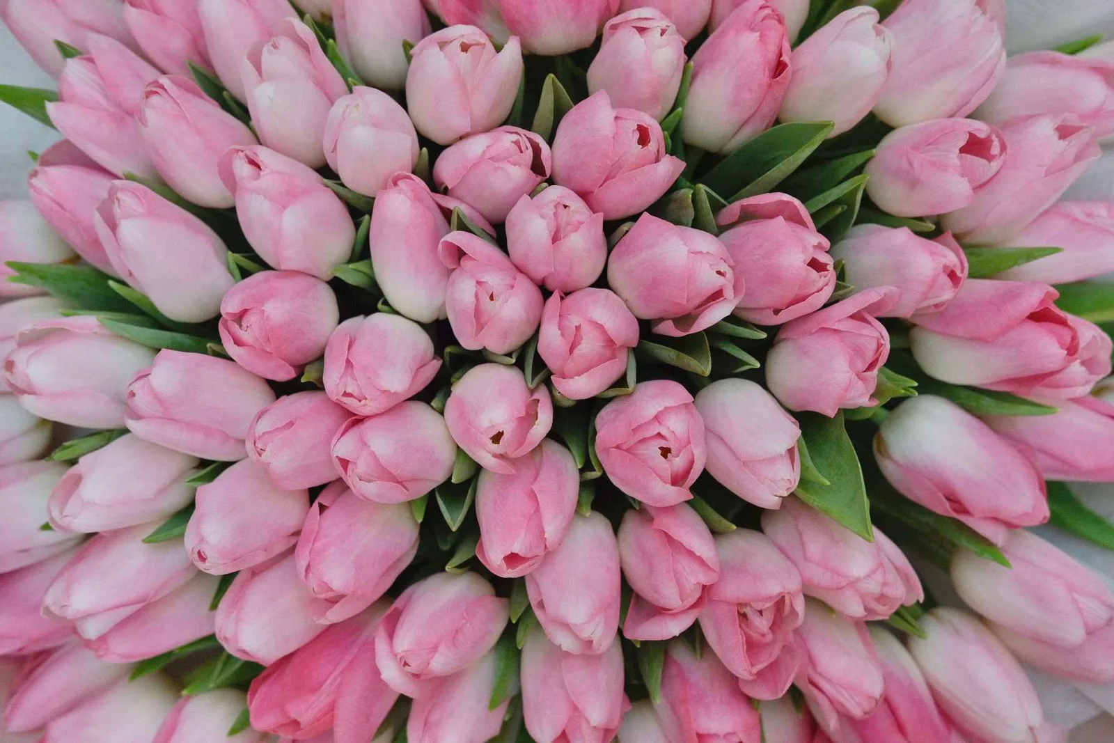 Round Tulips Bouquet 5