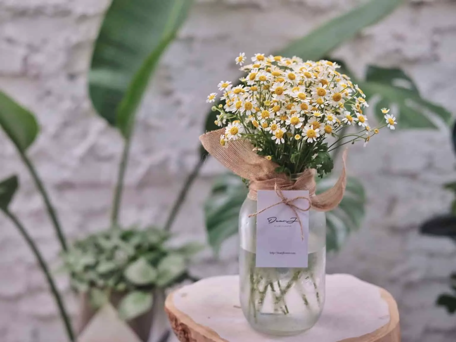 Chamomile in Jar