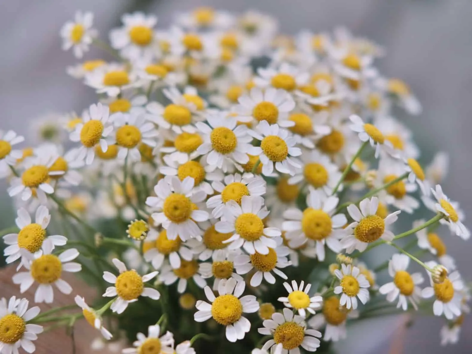 Chamomile in Jar 2